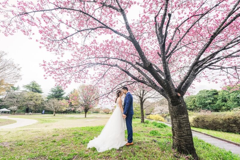 満開の桜の木の下でキスをする、青のチェックスーツとウェディングドレス姿の新郎新婦の洋装前撮り