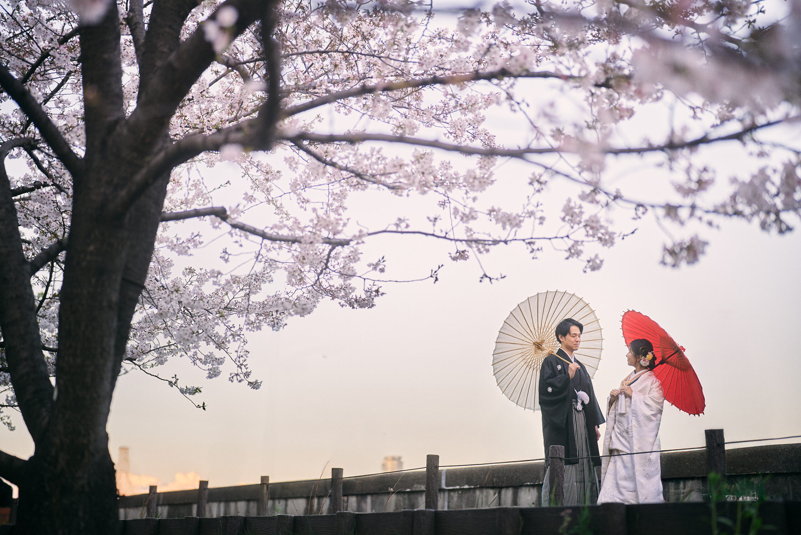 桜シーズンの浅草での和装前撮り、満開の桜と浅草寺の伽藍が融合した春ならではの特別な和装前撮りの印象的な一枚