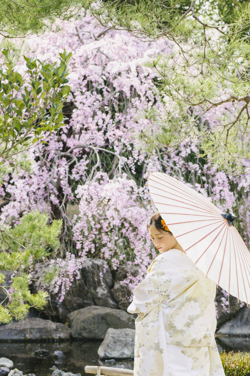 満開のしだれ桜と松の枝を背に、白い和傘を差してうつむく白無垢の花嫁。桜の季節の和装前撮り