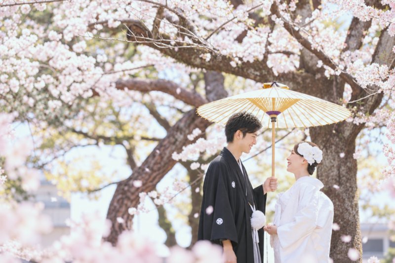 満開の桜の下で和傘を差して見つめ合う紋付袴の新郎と白無垢の花嫁。桜の季節の和装前撮り
