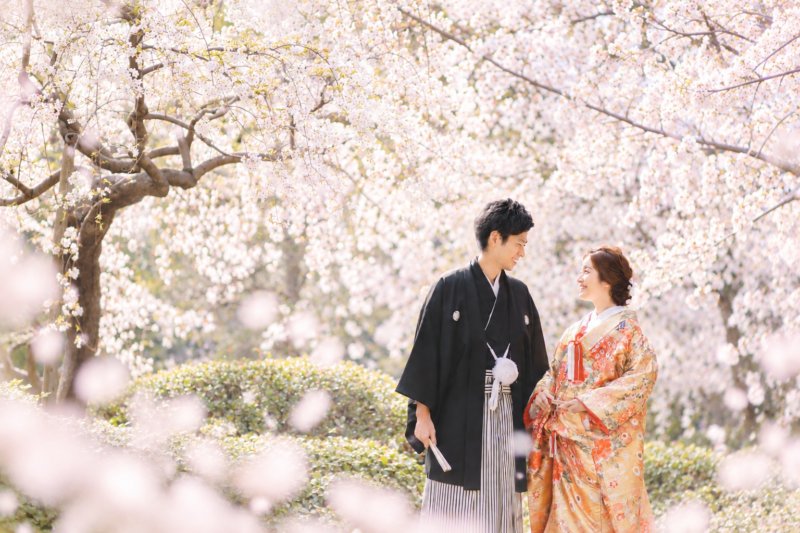 満開の桜に包まれた庭園で見つめ合う紋付袴の新郎と金色の色打掛の花嫁。東京の桜の和装前撮り